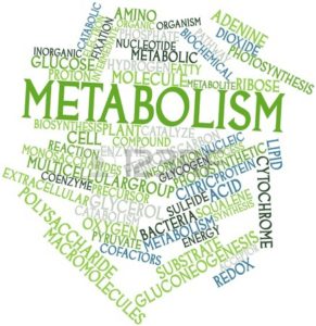 maladies metaboliques