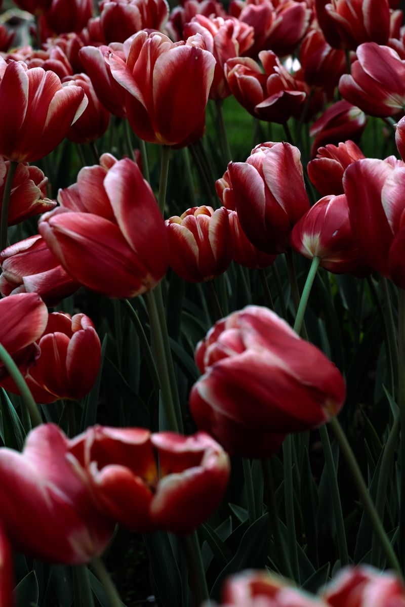 Champ de tulipes rouges en pleine floraison, la fleur emblème de la maladie de Parkinson