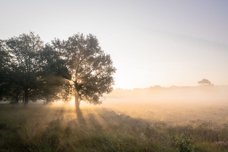 Rayons de soleil traversant les arbres d'une forêt, reprendre son souffle
